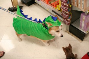 Alligator Dog Alligator Dog