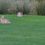 Scottsdale rabbits